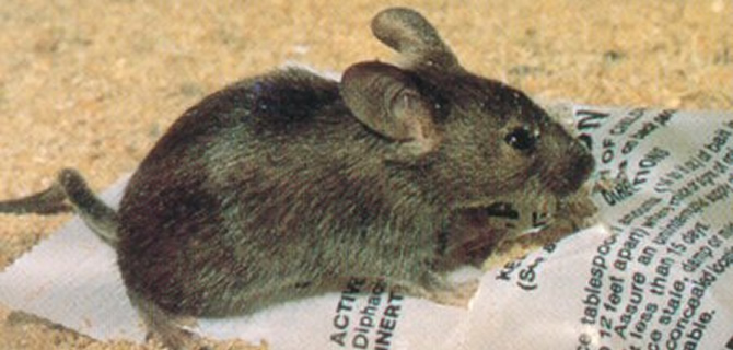 House Mouse infestation Birmingham Pest Control Mice