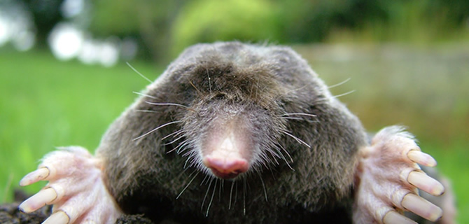 Mole infestation Birmingham Pest Control Moles
