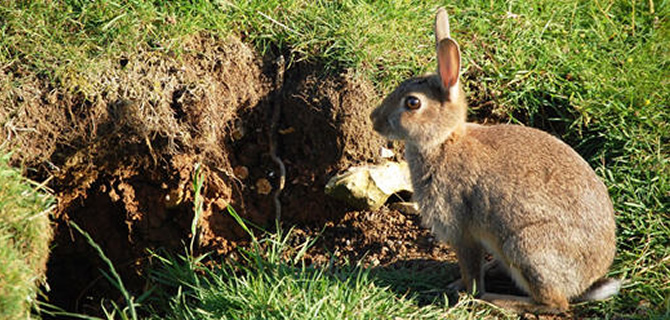 Rabbit infestation Birmingham Pest Control Rabbits