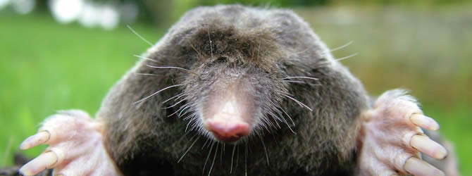 Birmingham Pest Control Service: professional pest control service for Moles Wolverhampton, Birmingham & The West Midlands, please contact us for more info.