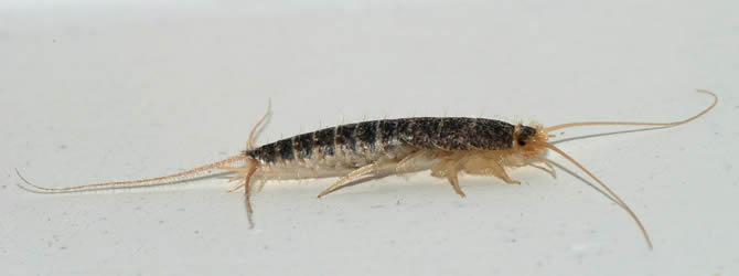 Birmingham Pest Control Service: professional pest control service for Silverfish Wolverhampton, Birmingham & The West Midlands, please contact us for more info.