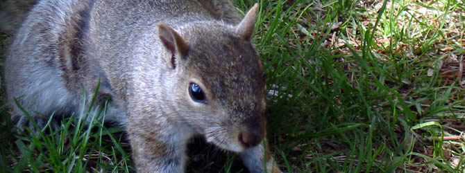 Birmingham Pest Control Service: professional pest control service for Squirrels Wolverhampton, Birmingham & The West Midlands, please contact us for more info.