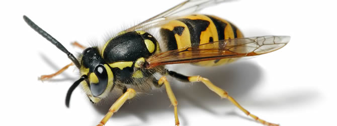 Birmingham Pest Control Service: professional pest control service for Wasps Wolverhampton, Birmingham & The West Midlands, please contact us for more info.