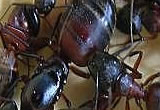 Pest control for Black Ants, Birmingham Pest Control Service commercial and residential pest control for Wolverhampton, Birmingham and The West Midlands.