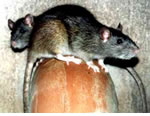 Rat Pest Control for Wolverhampton, Birmingham and The West Midlands.