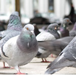Pest control for Birds, Birmingham Pest Control Service commercial and residential pest control for Wolverhampton, Birmingham and The West Midlands.