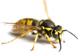 Pest control for Wasp Nest, Birmingham Pest Control Service commercial and residential pest control for Wolverhampton, Birmingham and The West Midlands.