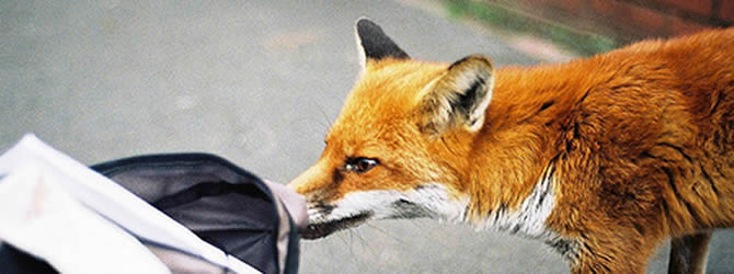 Birmingham Pest Control Service: professional pest control service for Foxes Wolverhampton, Birmingham & The West Midlands, please contact us for more info.